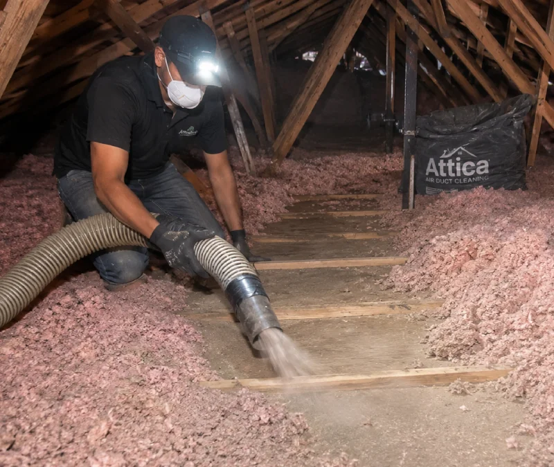 Attic insulation removal technician using a vacuum hose to remove old blown-in insulation from an attic floor.